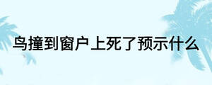 鳥撞到窗戶上死了預示什么